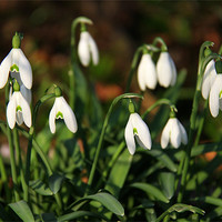 Buy canvas prints of Snowdrops in woodland by Linda More