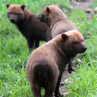Buy canvas prints of Pack of Bush dogs by Linda More