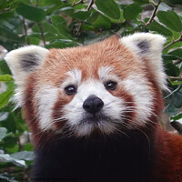 Buy canvas prints of Red panda looking at camera by Linda More