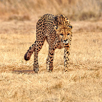 Buy canvas prints of Cheetah Stalking by Steve Rackham