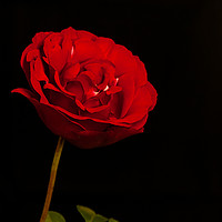 Buy canvas prints of Roses Are Red by Steve Rackham