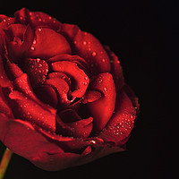 Buy canvas prints of Water Drops On Rose by Steve Rackham