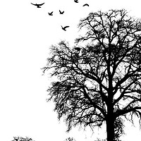 Buy canvas prints of Winter Tree Silhouette by Martin Bennett