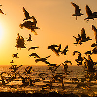 Buy canvas prints of Seagulls At Sunset by Scott Stevens