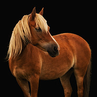 Buy canvas prints of Pretty Palomino Pony by Scott Stevens