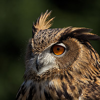 Buy canvas prints of Eurasian Eagle Owl by Scott Stevens