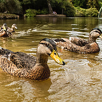 Buy canvas prints of Swimming With The Ducks by Scott Stevens