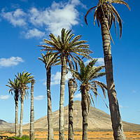 Buy canvas prints of Palm Trees, La Oliva, Fuerteventura by John Parker