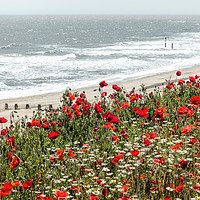 Buy canvas prints of Poppies at Southwold by David Ovenden