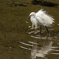 Buy canvas prints of Little Egret by Barry Smith
