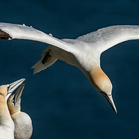 Buy canvas prints of Gannet Flyby by Barry Smith