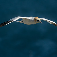 Buy canvas prints of Gannet In Flight by Barry Smith