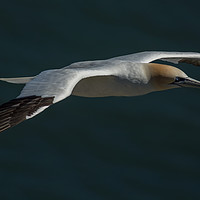 Buy canvas prints of Gannet in flight by Barry Smith