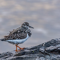 Buy canvas prints of Turnstone at Sunset by Barry Smith