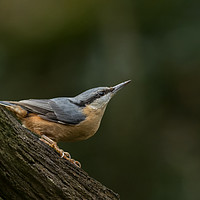 Buy canvas prints of Nuthatch by Barry Smith