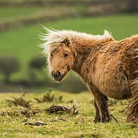 Buy canvas prints of Wind swept Shetland Pony by Barry Smith