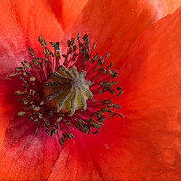 Buy canvas prints of Red Poppy by Barry Smith