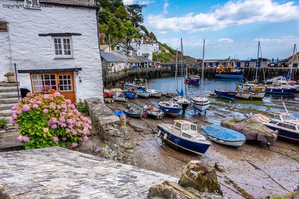 Polperro Harbour In Cornwall Picture Board by RICHARD MOULT
