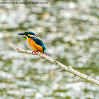 Buy canvas prints of Hunting Kingfisher by RICHARD MOULT