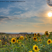 Buy canvas prints of Rhossili Sunflowers at Sunset by RICHARD MOULT