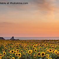 Buy canvas prints of Rhossili Sun Flowers by RICHARD MOULT