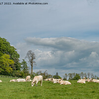 Buy canvas prints of White Park cattle at Dinefwr Park by RICHARD MOULT