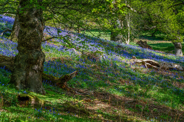 Bluebell Wood Picture Board by RICHARD MOULT