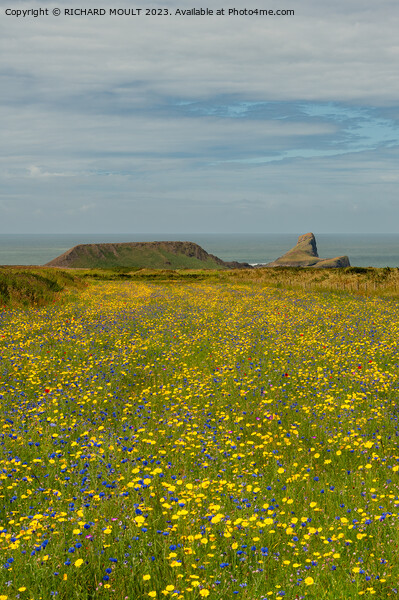 Wild Flowers at Rhossili on Gower Picture Board by RICHARD MOULT