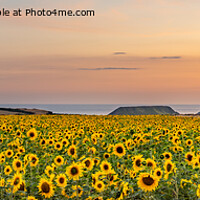 Buy canvas prints of Rhossili Sunflowers on Gower  by RICHARD MOULT