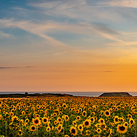 Buy canvas prints of Rhosilli Sunfowers by RICHARD MOULT