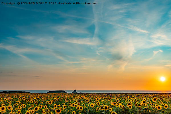 Sunflowers At Rhosilli At Sunset Picture Board by RICHARD MOULT