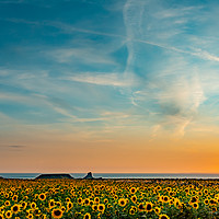 Buy canvas prints of Sunflowers At Rhosilli At Sunset by RICHARD MOULT