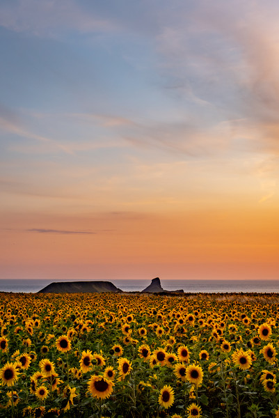 Rhosilli Sunflowers at Sunset with Worms Head Picture Board by RICHARD MOULT