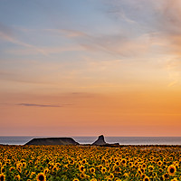 Buy canvas prints of Rhosilli Sunflowers at Sunset with Worms Head by RICHARD MOULT