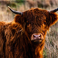 Buy canvas prints of Gower Highland Cattle Portrait by RICHARD MOULT