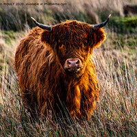 Buy canvas prints of Gower Highland Cattle by RICHARD MOULT