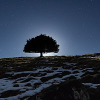 Buy canvas prints of Lone tree under moonlight by Craig McComb