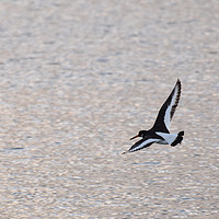 Buy canvas prints of Oystercatcher on the wing by Roger Utting