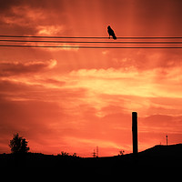 Buy canvas prints of Crow Sunset by Roger Utting