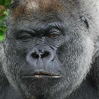 Buy canvas prints of Moody Gorilla by Roger Utting