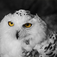 Buy canvas prints of Snowy owl by Roger Utting