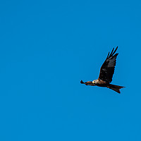 Buy canvas prints of Red Kite on the wing by Roger Utting