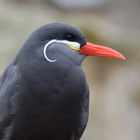 Buy canvas prints of Inca Tern by Roger Utting