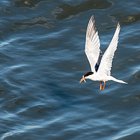 Buy canvas prints of Common Tern fishing by Roger Utting