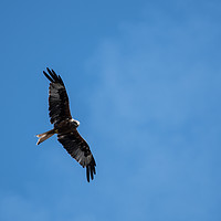 Buy canvas prints of Red Kite flying by Roger Utting