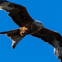 Buy canvas prints of Red Kite on the wing by Roger Utting
