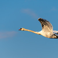 Buy canvas prints of Mute Swan flying by Roger Utting