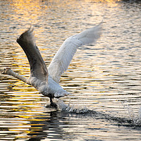 Buy canvas prints of Swan take off by Roger Utting