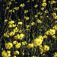 Buy canvas prints of Field of yellow daisies by Juan Ramón Ramos Rivero