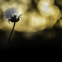 Buy canvas prints of Dandelion comes out of the shadows by Juan Ramón Ramos Rivero